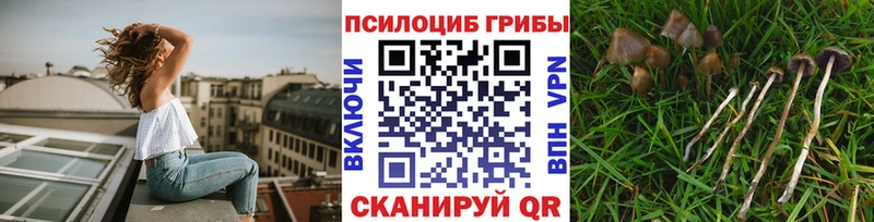 Купить  Дубна  Галлюциногенные грибы Cubensis 